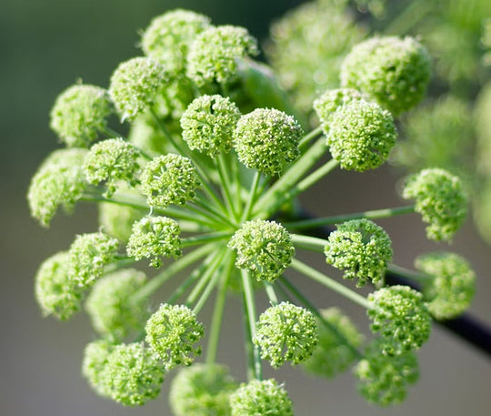 Angelica Root