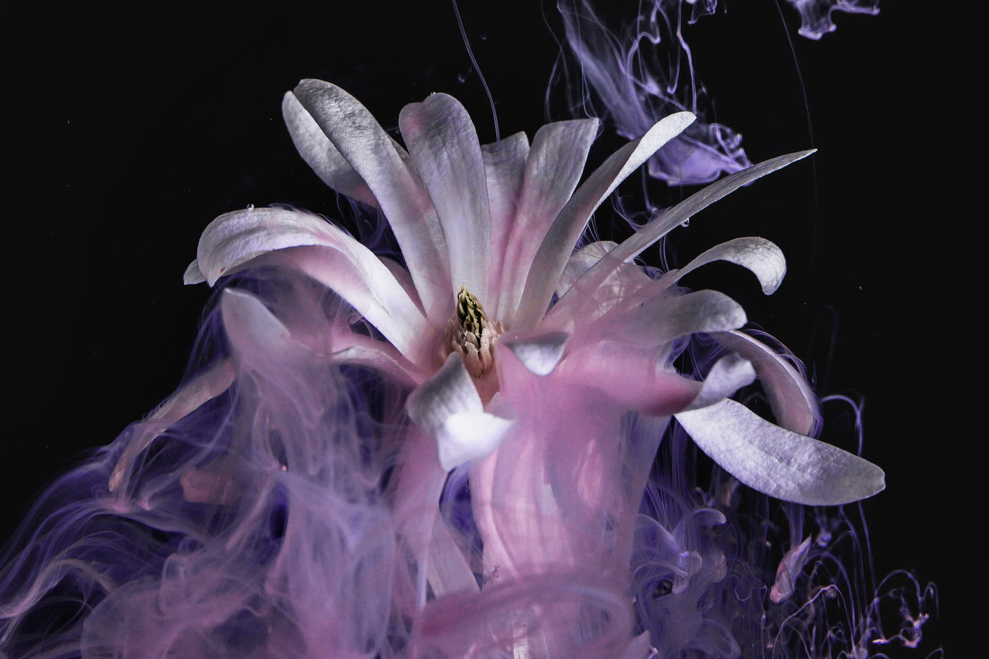 White flower against a black background with purple and pink smoke floating through the flower