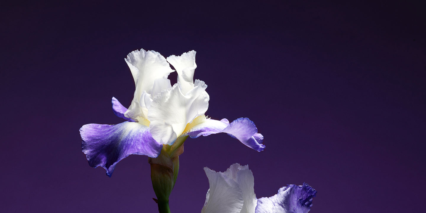 Violet Iris flower with purple background by SHOLAYIDÉ eco-luxe haute parfumerie