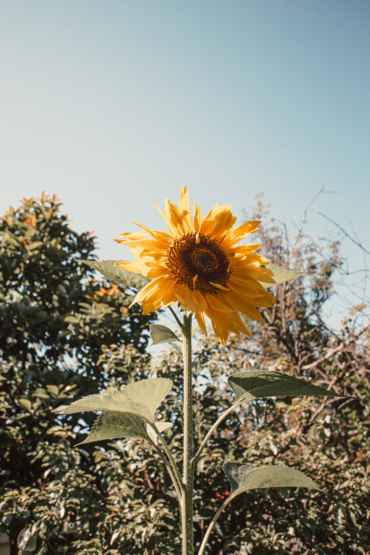 Sunflower Oil